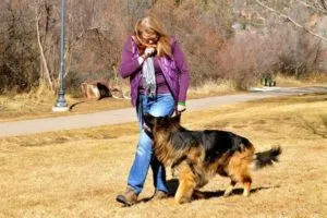 Annie Phenix demonstrating emergency U-turn training with dogs