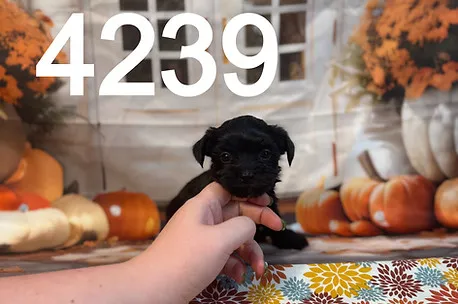 Another charming Morkipoo puppy with playful eyes and light-colored fur