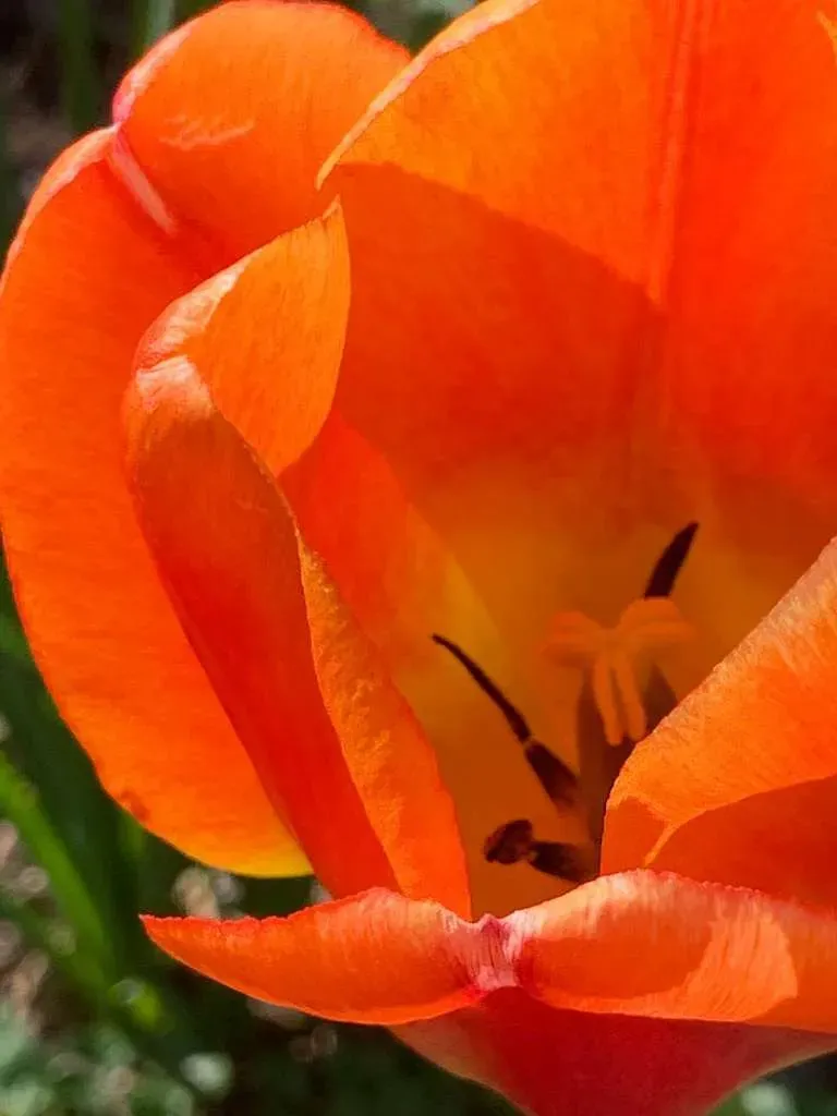 Another detailed tulip flower photograph