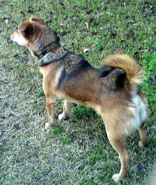 Another dog displaying a high, flagged tail along with forward-shifted weight and a hard gaze, signaling vigilance or aggression.