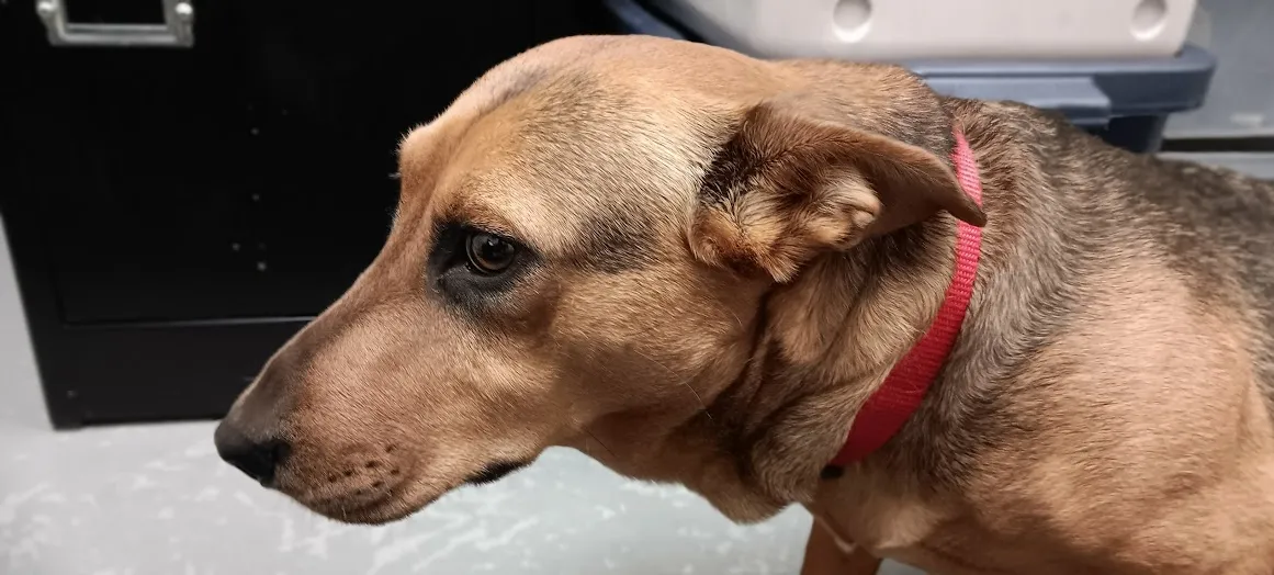 Another dog with its ears pinned back, indicating fear or anxiety, along with a tightly closed mouth and side-eye glance.