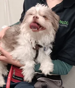 Another example of stress panting in a dog, with a tightly pulled back commissure and facial wrinkles.