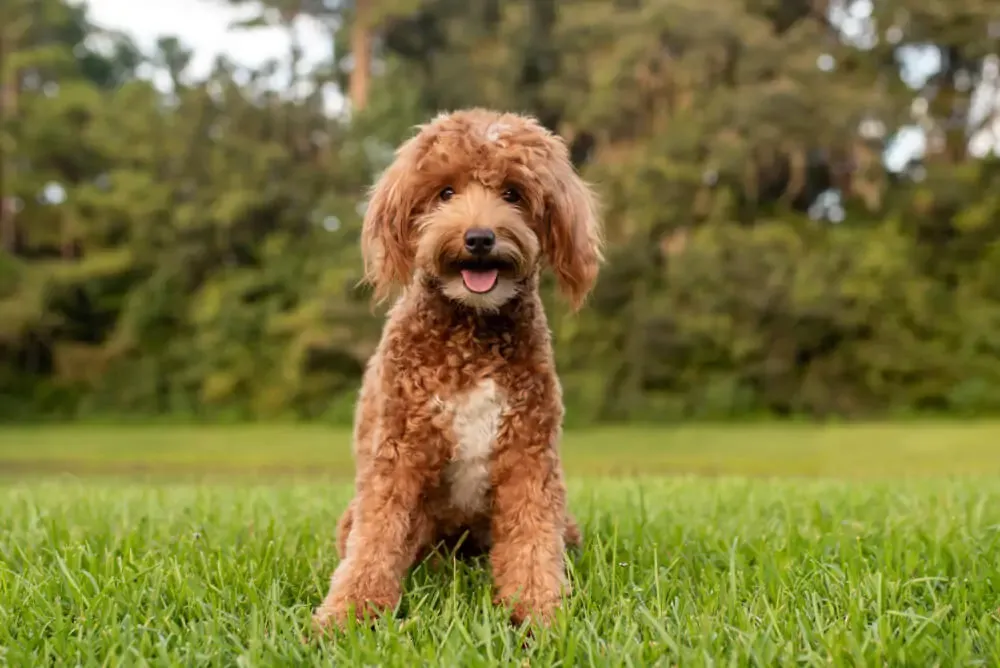 Another happy Goldendoodle playing outdoors, demonstrating healthy energy levels