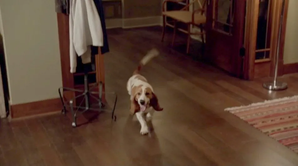 Another shot of Minor the Basset Hound from iZombie, showcasing his expressive face
