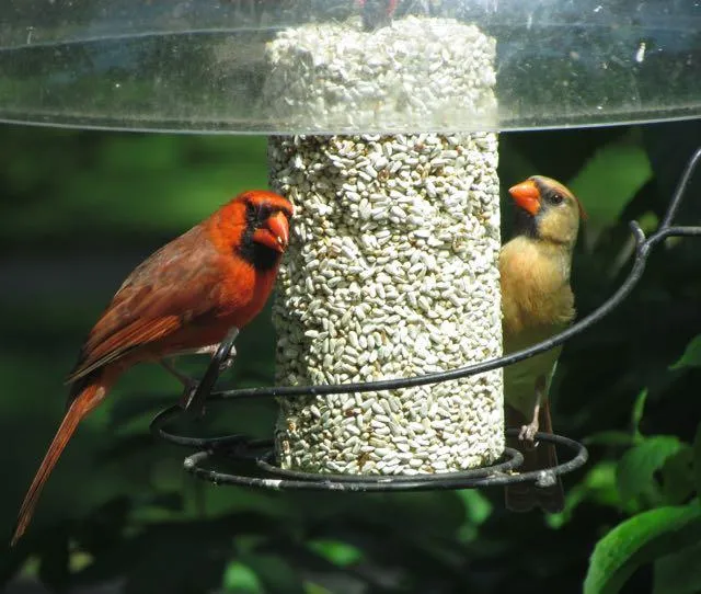 Another view of safflower cylinder for bird feeders