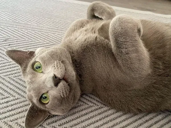 Anticipating mealtime with enthusiasm, doorbell signaling fresh delivery