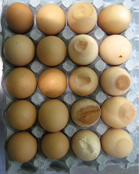 Apical shell deformities due to Mycoplasma synoviae