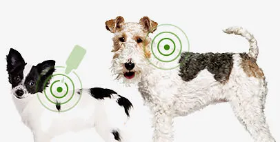 Applying Activyl Spot-On to a small dog between the shoulder blades