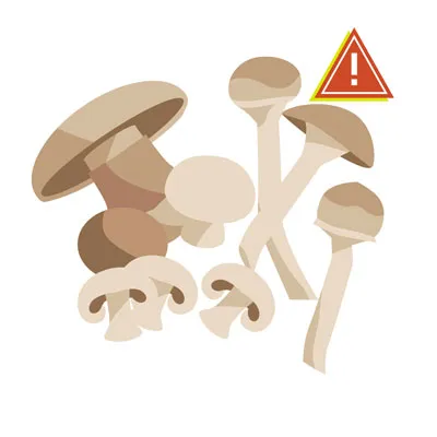 Assortment of mushrooms, some wild, some cultivated