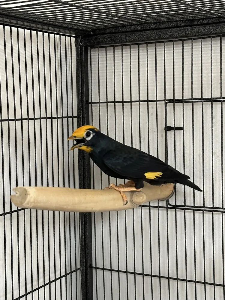 Assortment of starlings and mynahs ready for shipment from an experienced aviary