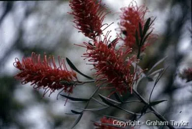 Australian bottlebrush blossoms as a natural food source for Eclectus parrots