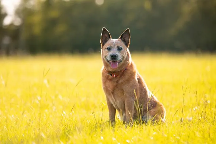 Australian Cattle Dog sitting in a field.