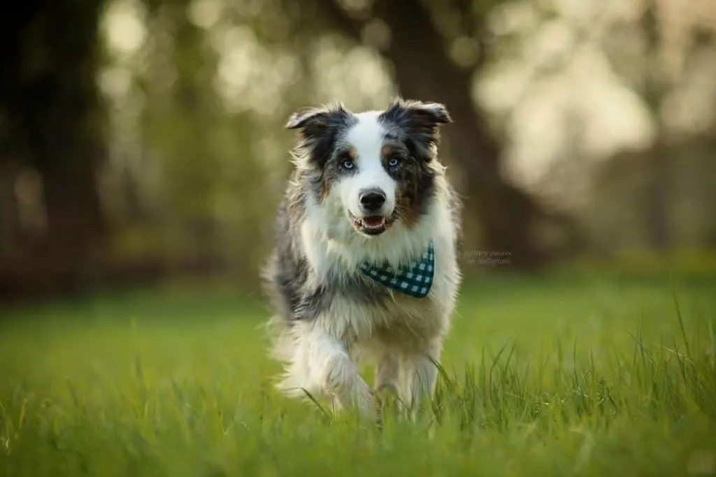 Australian Shepherd Blue Heeler Mix showing alert expression