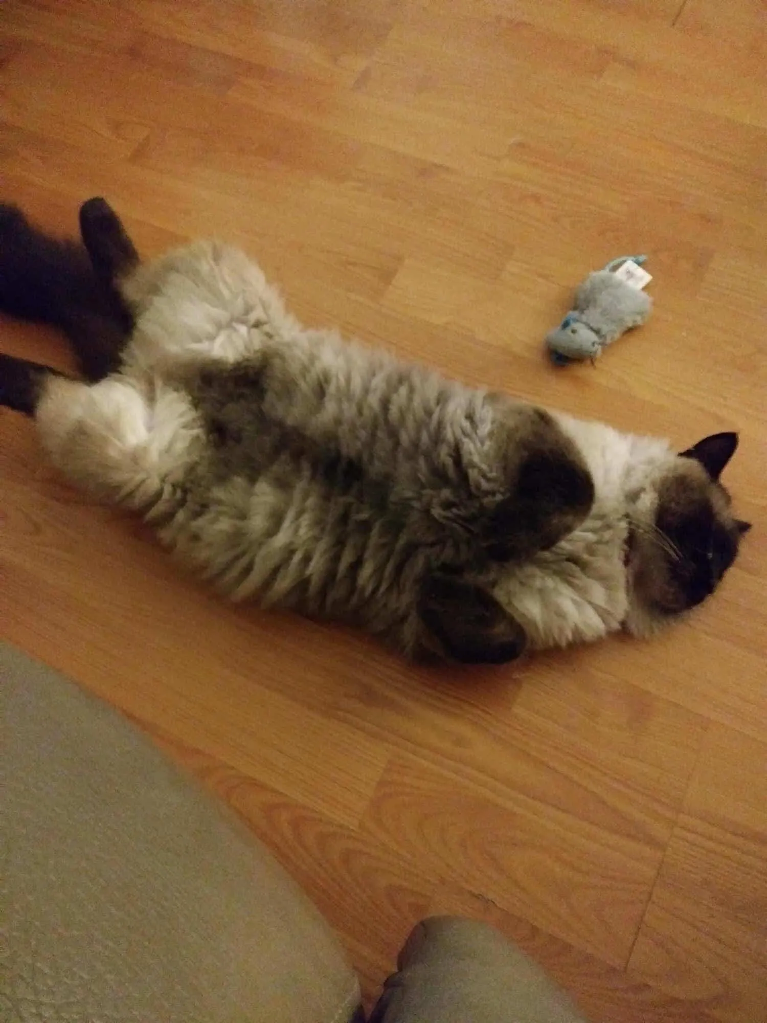 Avro, an 11-year-old seal point Himalayan cat lying tummy up on a wood floor