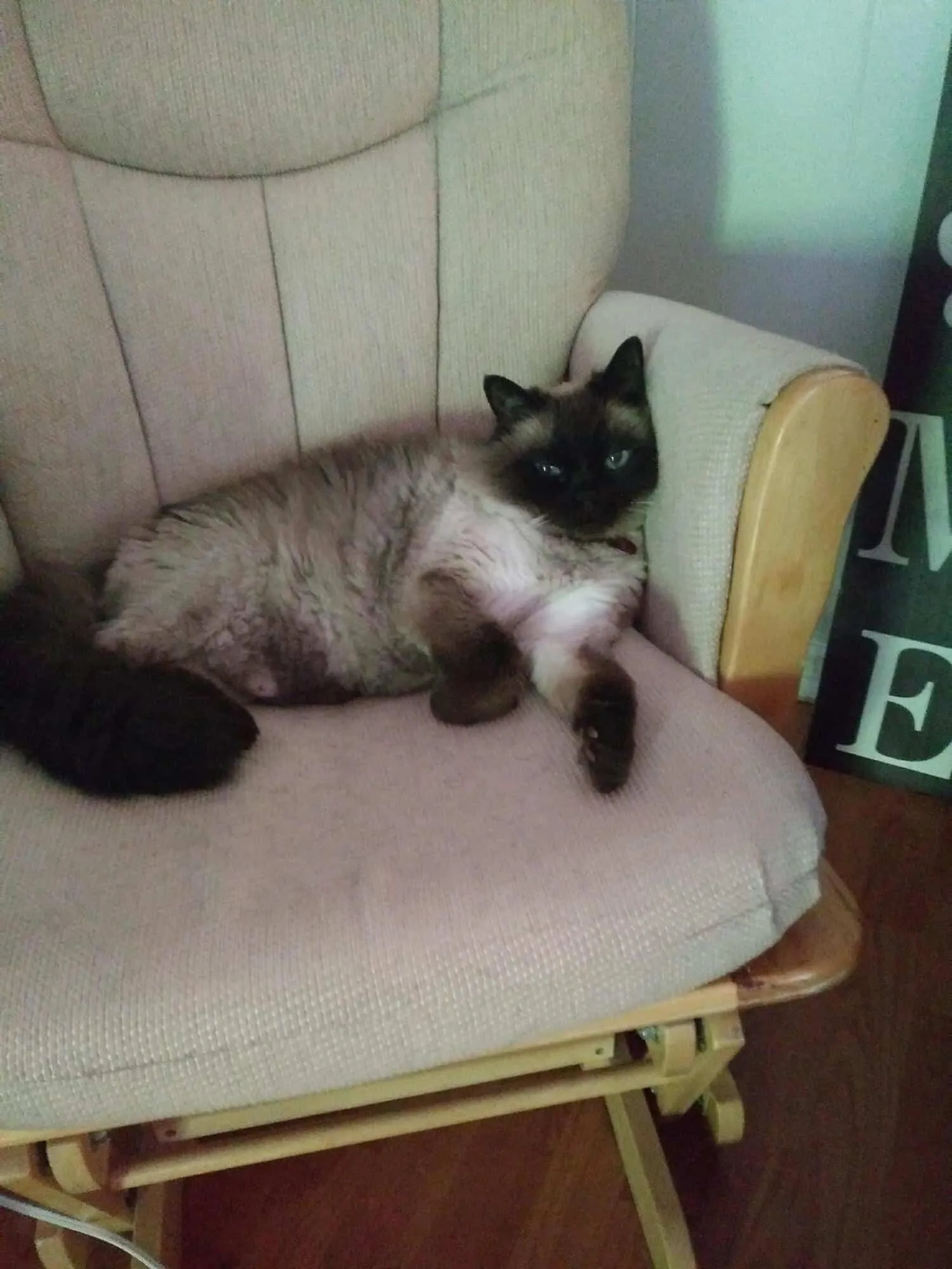 Avro, an 11-year-old seal point Himalayan lying on a cream-colored glider rocker chair