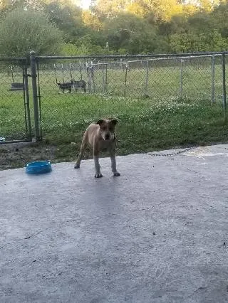 Axel, a friendly PitBull Mix, one of Amanda's resident dogs