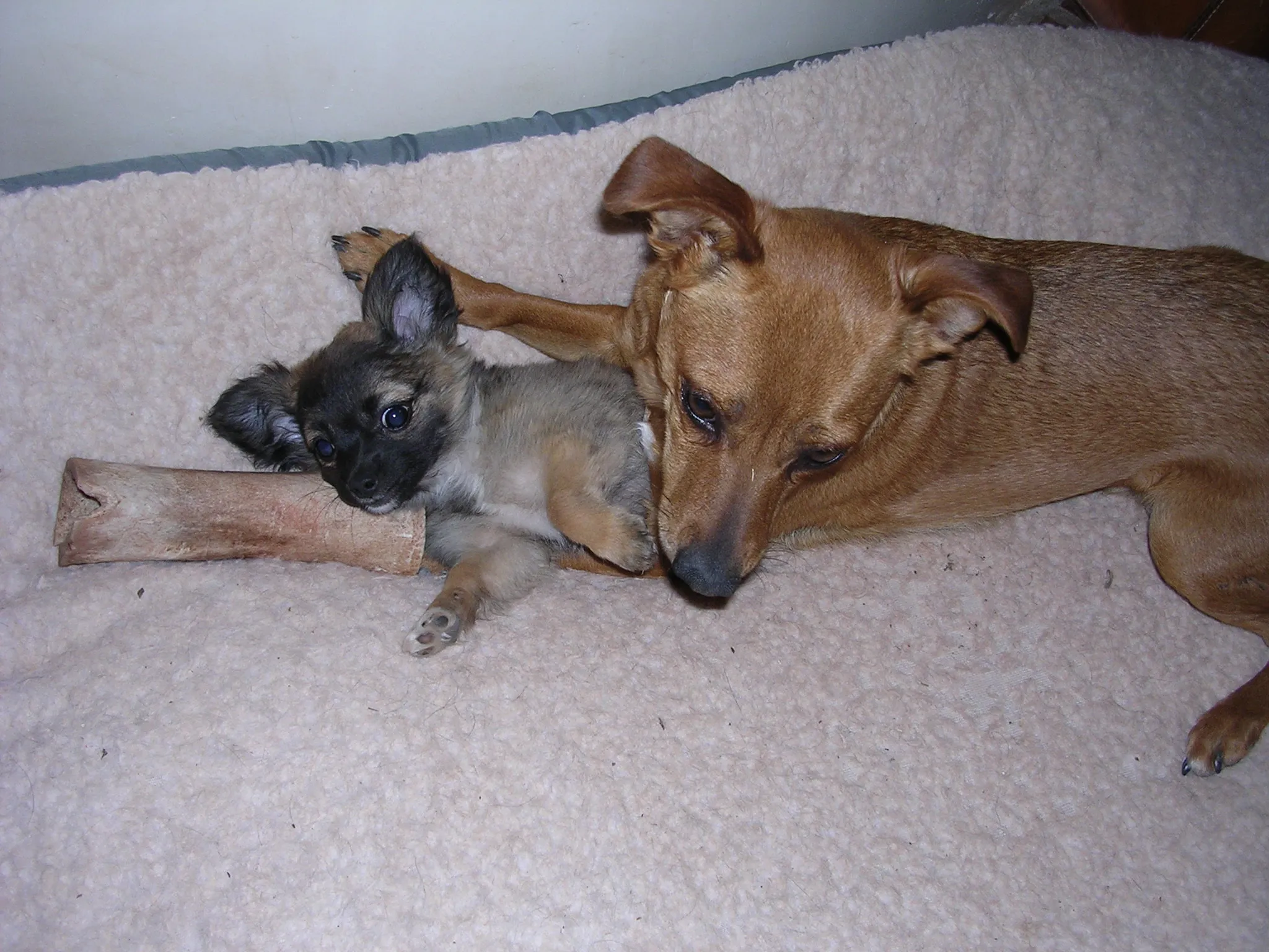 Baby Frida, a long-haired Chihuahua puppy, sitting with a Chiweenie pal named Tucker