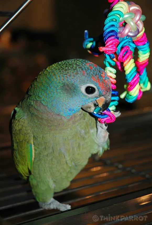 Baby Kobe the Blue-headed Pionus in juvenile plumage at 4 months