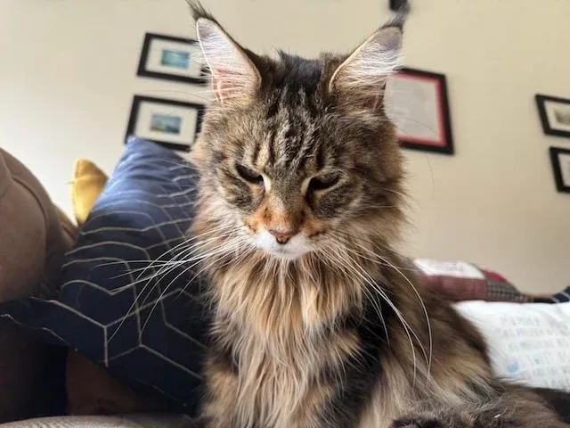 Bali looking downwards with huge whiskers