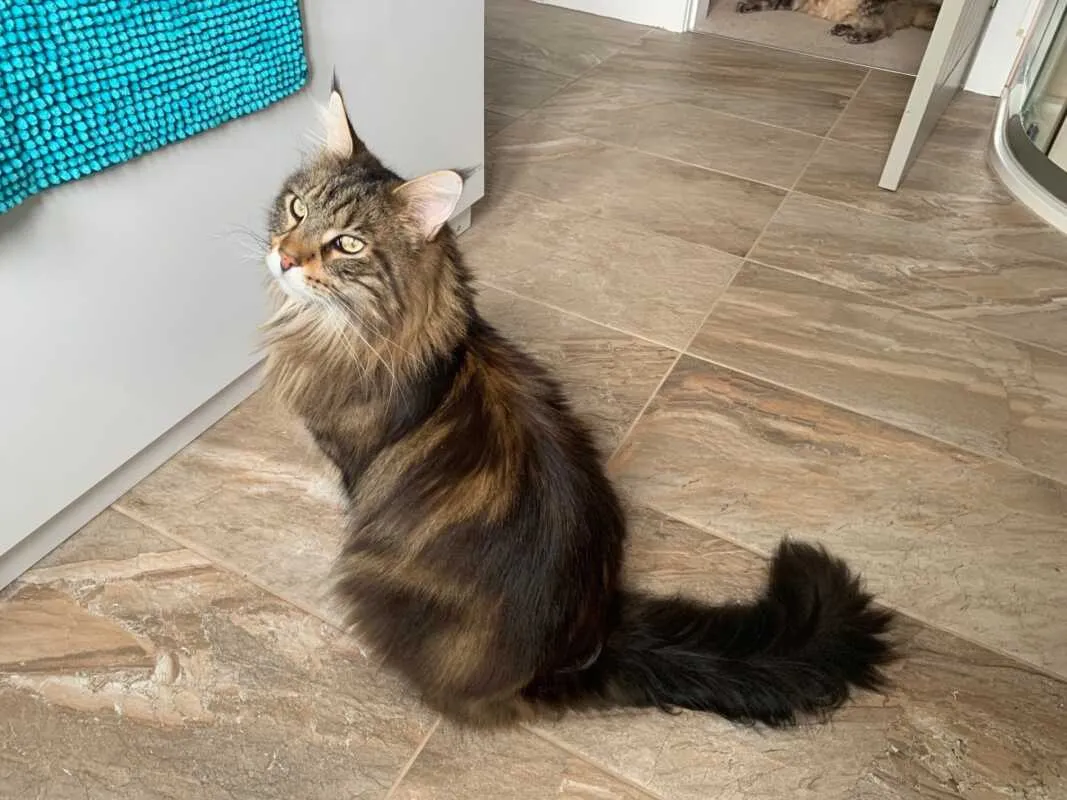 Bali our tabby Maine Coon cat sat next to the bath