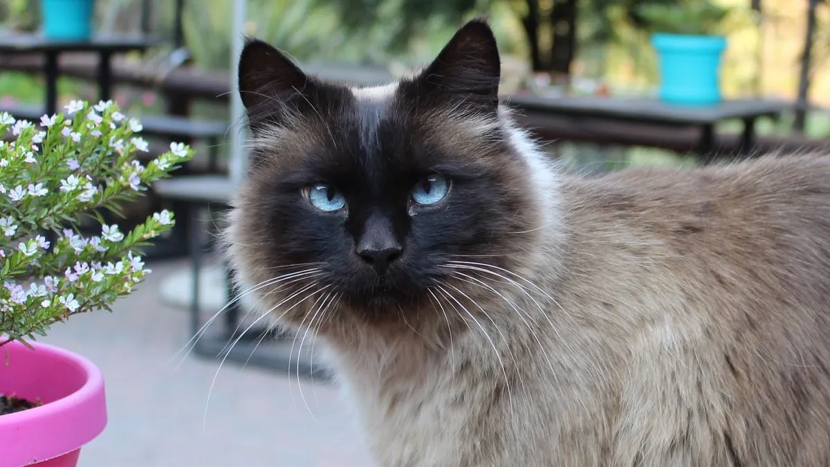 Balinese cat