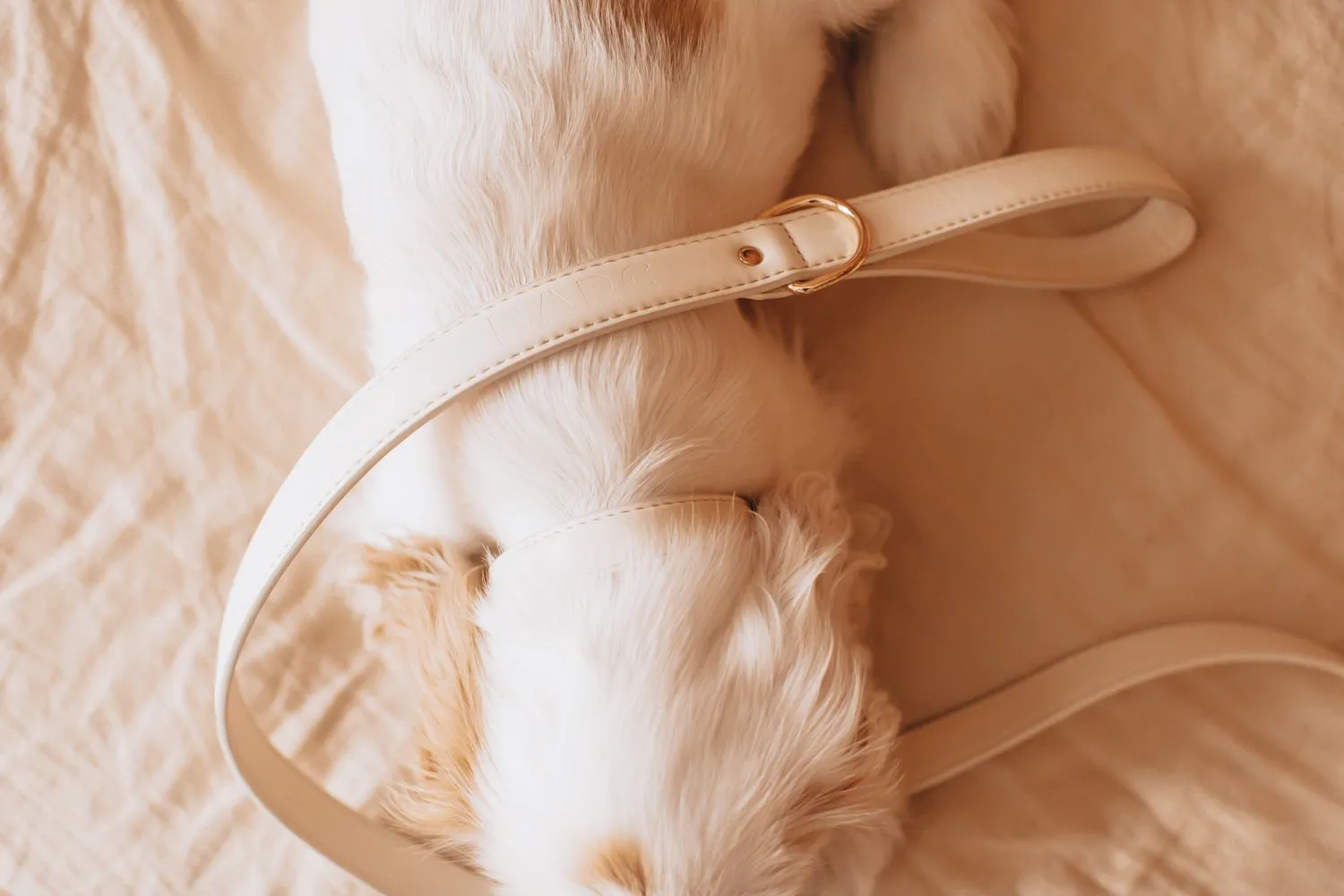 Barc London Light Ivory Vegan Leather Dog Collar & City Lead Set on a dog