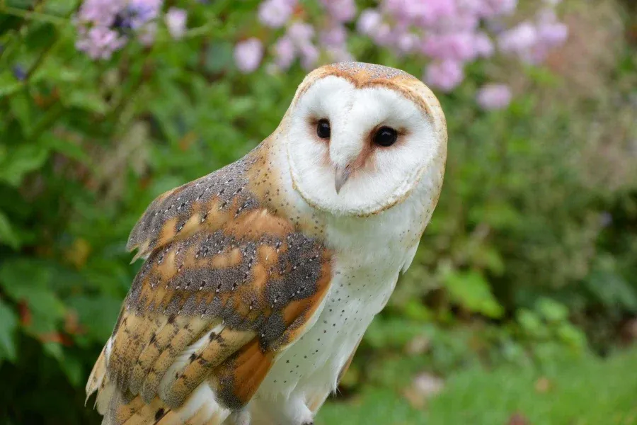Barn Owl demonstrating spatial hunting intelligence
