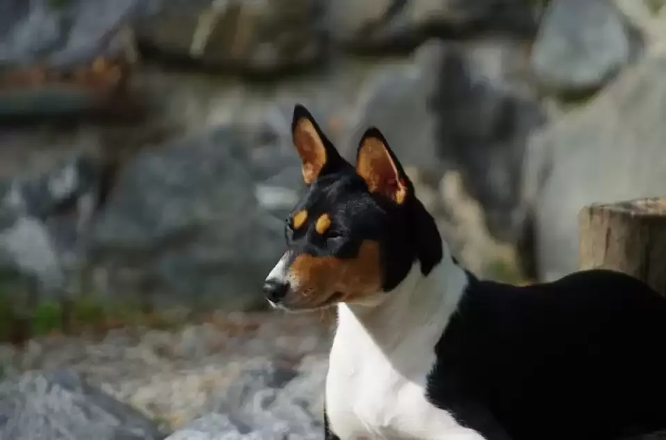 Basenji dog with alert expression, a low-shedding medium-sized breed known for its clean coat.