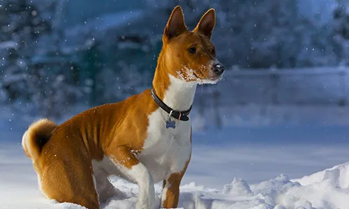 Basenji with sleek coat in poised stance