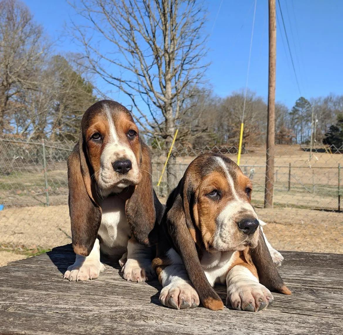 Basset hound puppies in cozy group pose