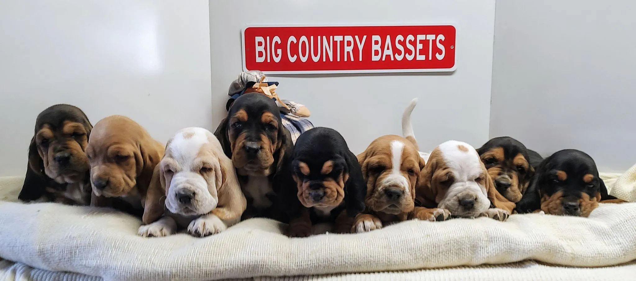 Basset hound puppies near me playing together
