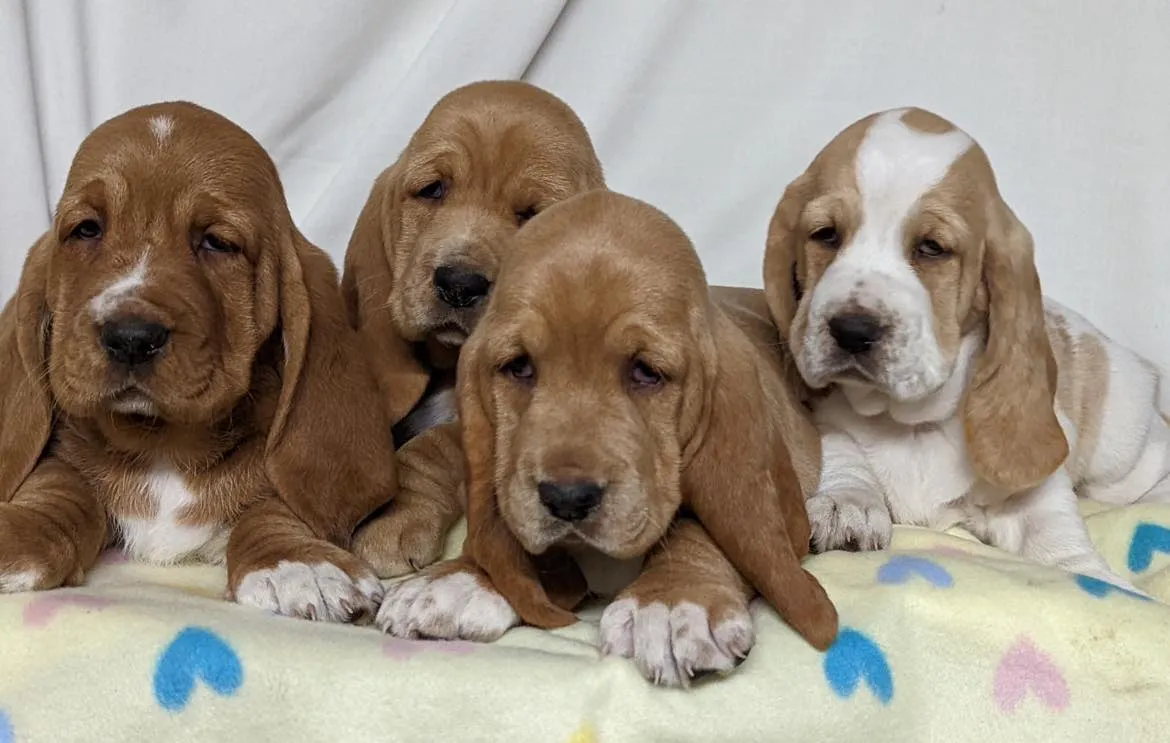 Basset hound puppy in outdoor adventure