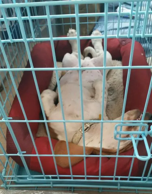 Basset hound puppy sleeping soundly inside a spacious and comfortable crate with a divider