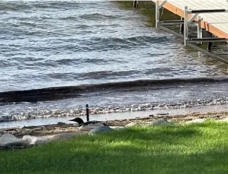 Beached loon on a rocky shore, unable to move effectively on land