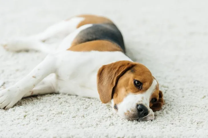 Beagle dog resting peacefully on a carpet indoors.