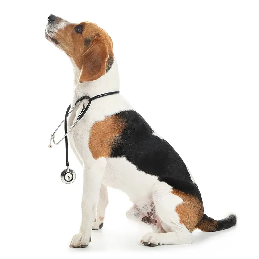 Beagle dog wearing a stethoscope, looking up against a white background, symbolizing veterinary care.