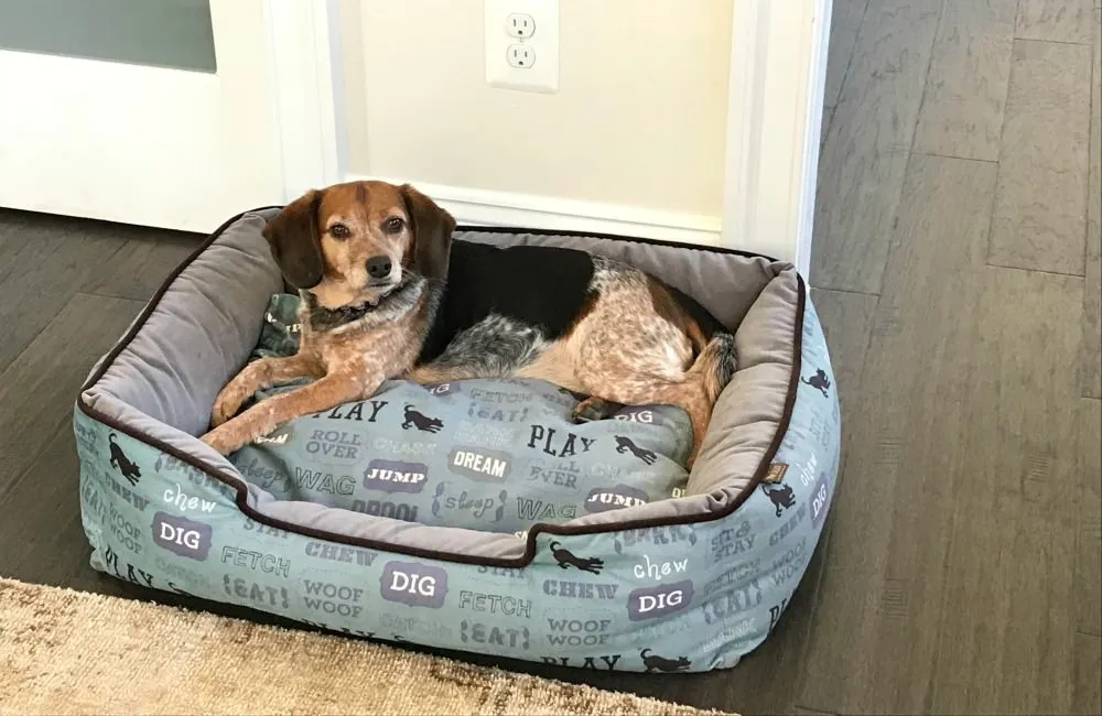 Beagle lying calmly in a dog bed after desensitization training progress