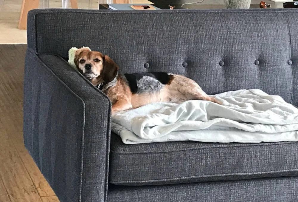 Beagle relaxing confidently on the couch, fully over separation anxiety