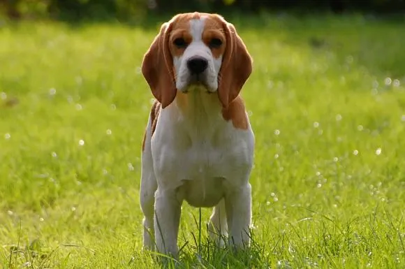 Beagle sniffing on a trail adventure