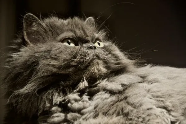 Beautiful Himalayan Siamese cat posing confidently