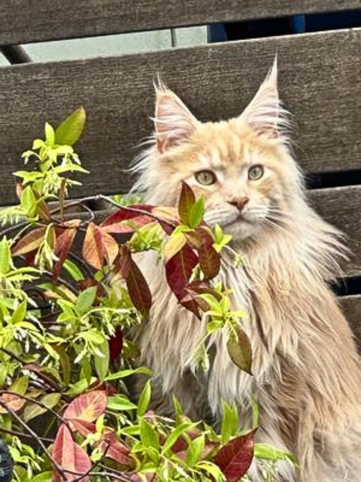 Beautiful light ginger Maine Coon next to flowers