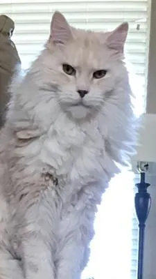 Beautiful purebred light cameo Maine Coon cat