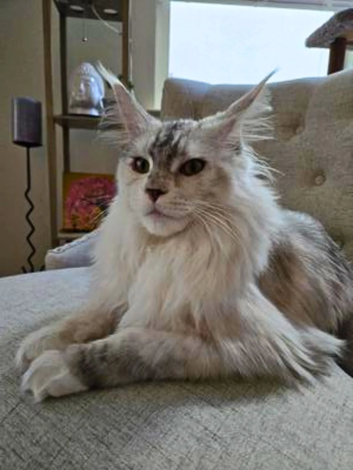 Beautiful silver Maine Coon girl Tuna posing gracefully