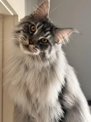 Beautiful silver tabby male Maine Coon Shadow head tilted