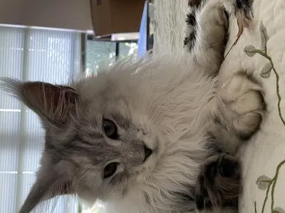 Beautiful silver young purebred Maine Coon Sterling in profile view