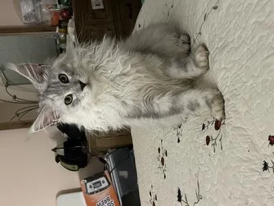 Beautiful silver young purebred Maine Coon Sterling standing tall