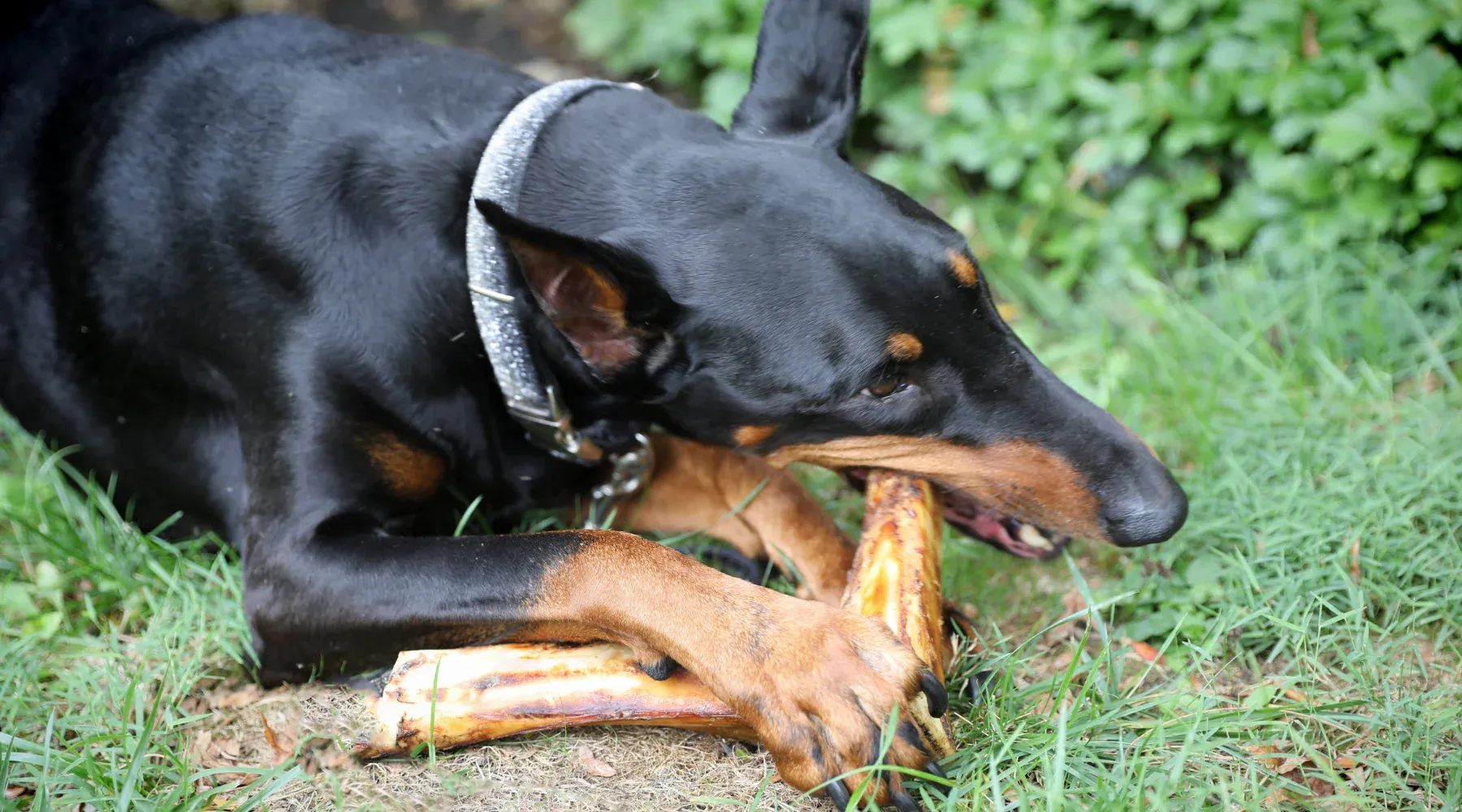Beef Marrow Bones for Large Dogs