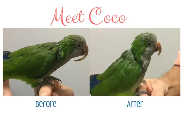 Before and after beak trimming on Dr. Nieve’s patient Coco