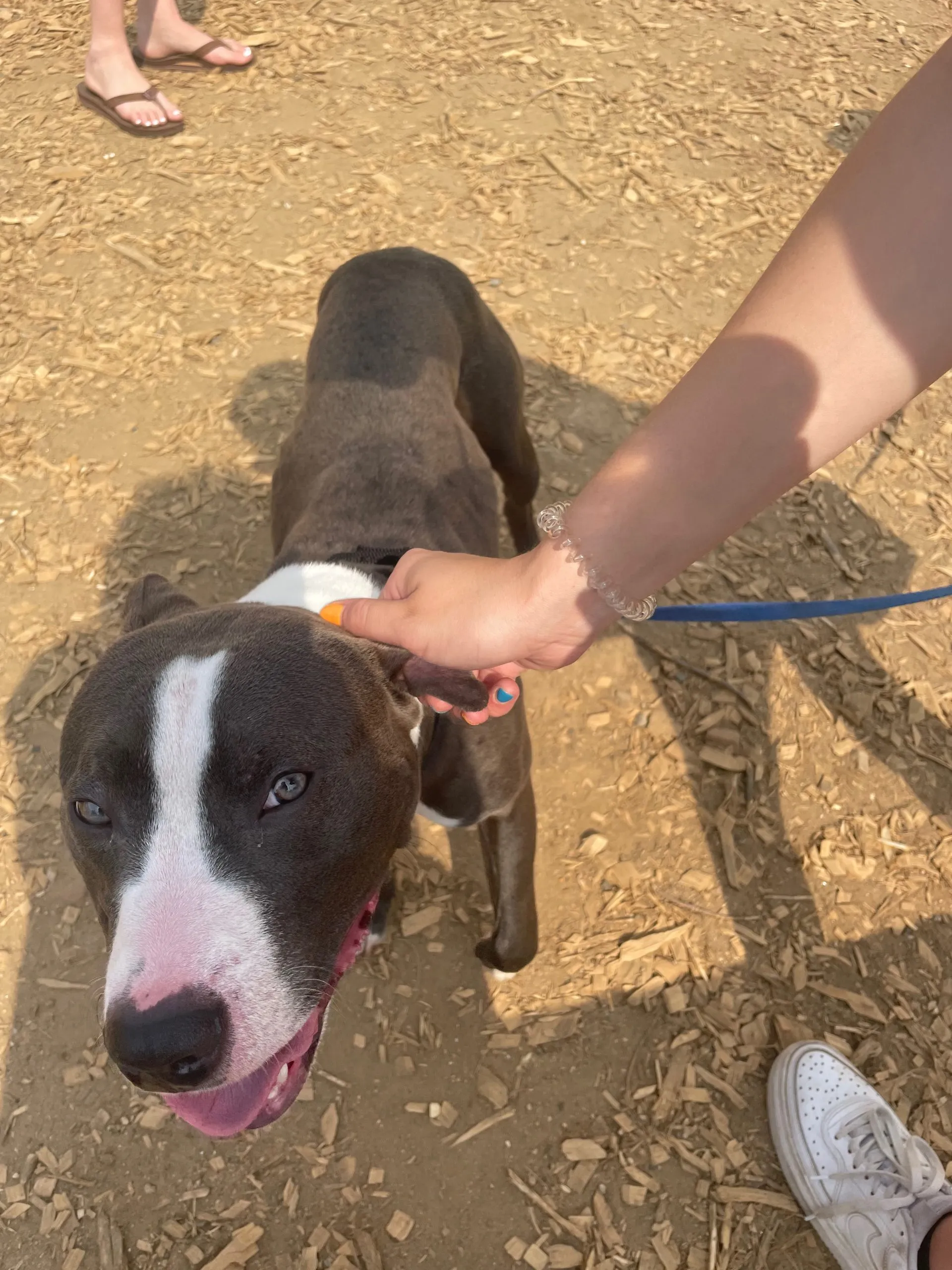 Before and after photos of Frank, a successful Pitty City rescue, showing the transformative power of care