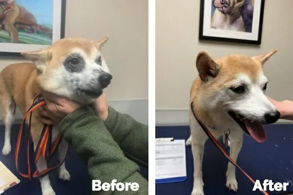 Before photo of a Shiba Inu dog with allergies. The dog has a dark ring around eye from allergies. After photo: The same dog with bright happy eyes showing allergy relief and marked improvement from Cytopoint